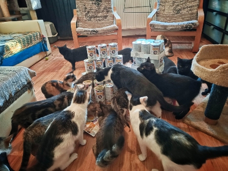Catys Cats srpen